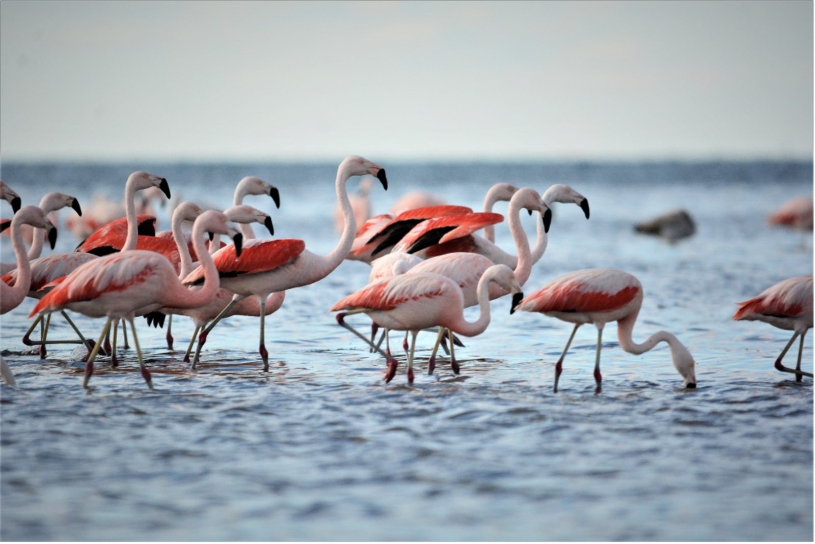 PORTADA – Flamencos Ansenuza